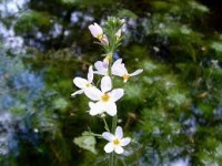 WATER VIOLET